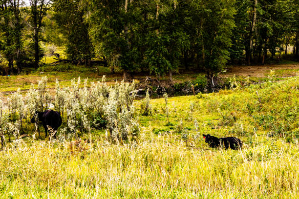 istock A drive through MD of Willow Creek Alberta Canada 2017906978