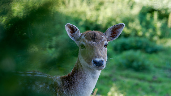 A deer looks curiously into camera