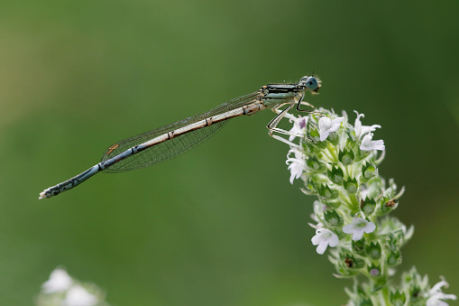 The pale blue males, showing off their white legs to each other, are a familiar sight along rivers and calm streams in large parts of Europe. 
Field characteristics: Tot 35-37mm, Ab 27-31mm, Hw 19-23mm.
Distribution: occurs in a great part of Europe, but are absent in northern England, Ireland and northern Scandinavia.
Habitat: Characteristic of floodplains, dominant on oxbows, rivers and open stretches of streams. Also lakes and a wide range of man-made habitats.
Flight Season: From the start of May to the end of September.


This Picture is made during a Vacation in Bulgaria in May 2018.