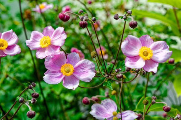 istock Macro shot of a bright pink  thimbleweed. 2017936944