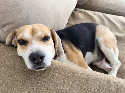 Beagle dog lay on couch and sleep cozy inside of house