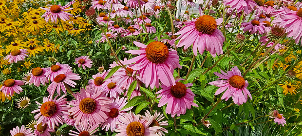 Field of echinacea flowers at sunrise