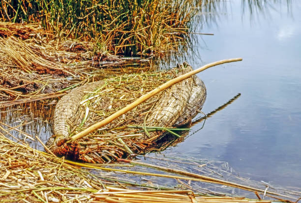 Lake Titicaca stock photo