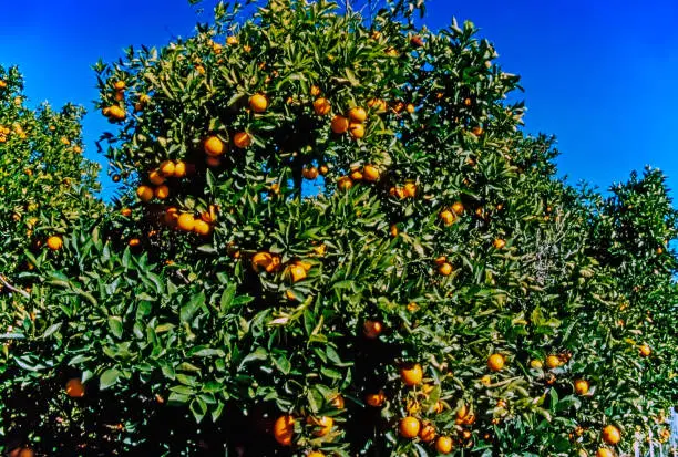 Orange tree in California