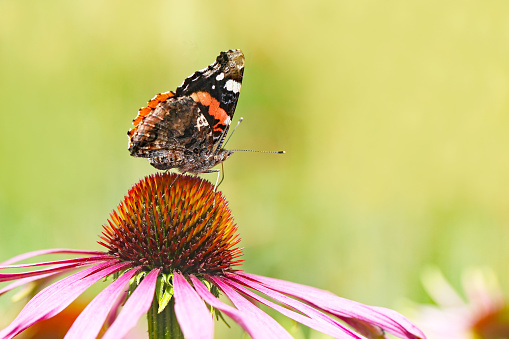 Admiral butterfly on an Echinacea purpurea - red coneflower