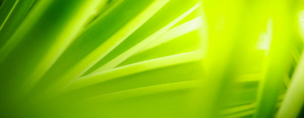 istock Abstract nature green blurred background nature leaf on greenery background in garden with copy space using as background wallpaper page concept. 2017984659