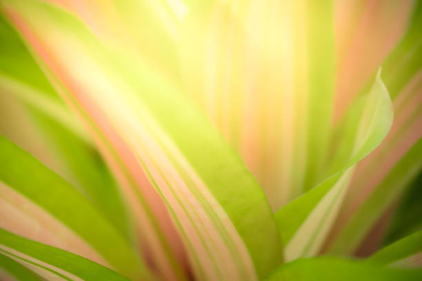 Abstract nature green blurred background nature leaf on greenery background in garden with copy space using as background wallpaper page concept.