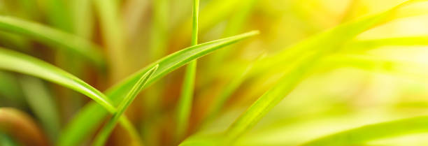 istock Abstract nature green blurred background nature leaf on greenery background in garden with copy space using as background wallpaper page concept. 2017984665