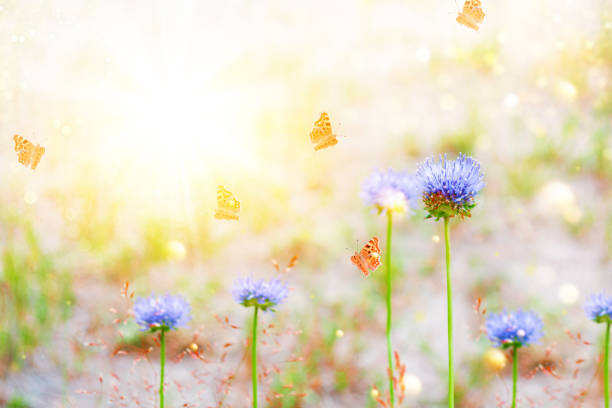 butterfly. Blurred. Natural floral background. Bright blue flowers. Nature. Wildflowers outdoors