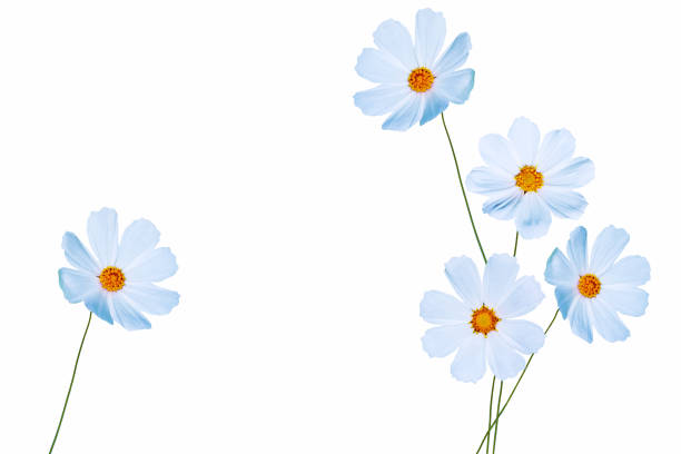 Bright colorful cosmos flowers isolated on white background. nature
