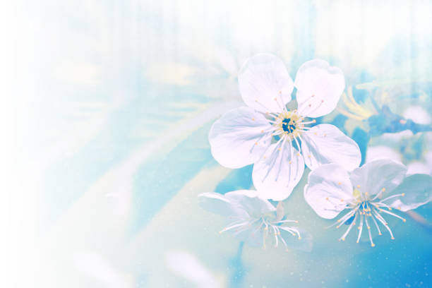 nature. Blossoming branch cherry. Bright colorful spring flowers