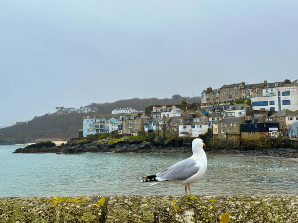 istock Seagull at St Ives in Cornwall, UK 2017999447
