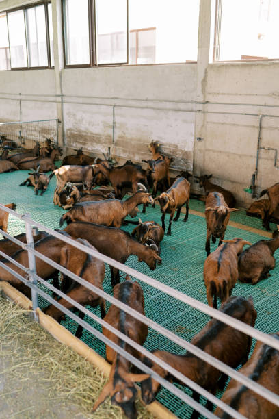 istock Herd of brown goats walks through a paddock on a farm 2018006207