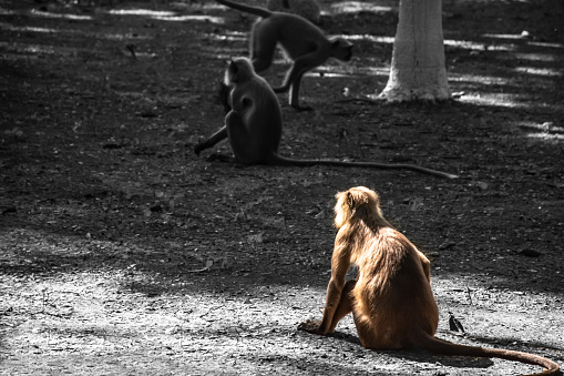 This is a shot of a monkey enjoying the sun while his friends roam about nearby. This pic is edited to keep selective color for the subject while the background is kept black & white.