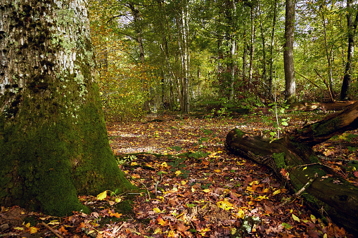 Autumn landscape with fallen leaves and a fallen tree in a forest in France.