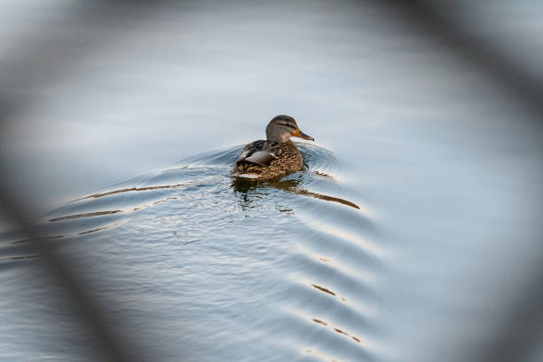istock The duck swims away, surveying the river, colored by the setting sun. 2018037676
