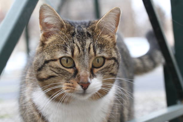 istock tabby and white cat outdoors with green plants garden 2018039237