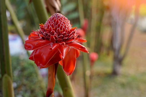 The red Etlingera elatior flower blooms beautifully in the garden. Etlingera elatior is a plant in the same family as ginger and galangal. Soft and selective focus.