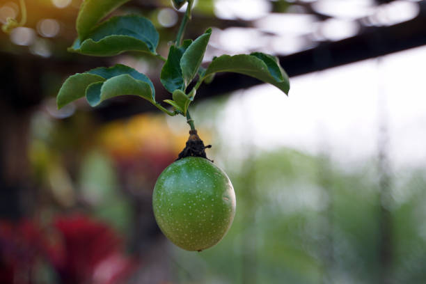 istock Raw passion fruit on the tree have a round or oval shape Shell color varies by species. 2018041907
