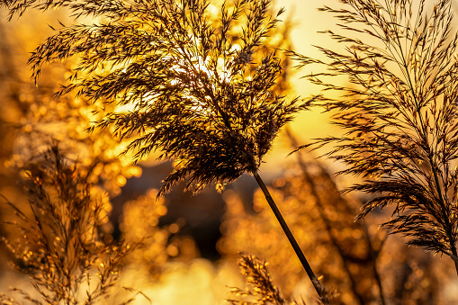 reeds near the water against the backdrop of a golden sunset