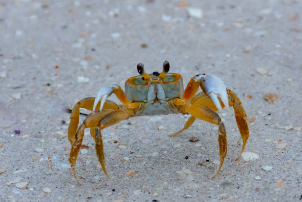 Crab on a rocky beach in Okinawa Jaapan