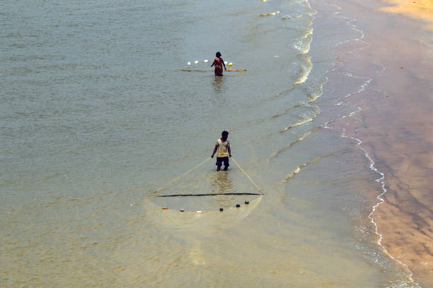 19th may 2023 rural west bengal india : At Mandermoni fishermen are collecting min of shrimp fish from the sea.