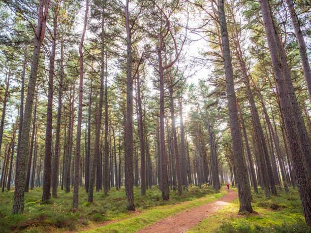 istock Scots pine plantation in Scotland 2018092712