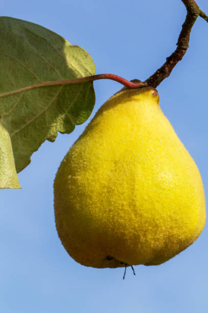 Reife, gelbe Birnenquitte auf dem Baum.