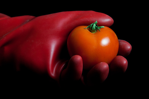 A bright red rubber glove encloses a glowing tomato. Contrasting textures and colors create a captivating connection between protection and tenderness.