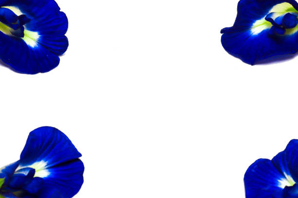 close up of butterfly pea flower or Clitoria ternatea isolated on white background