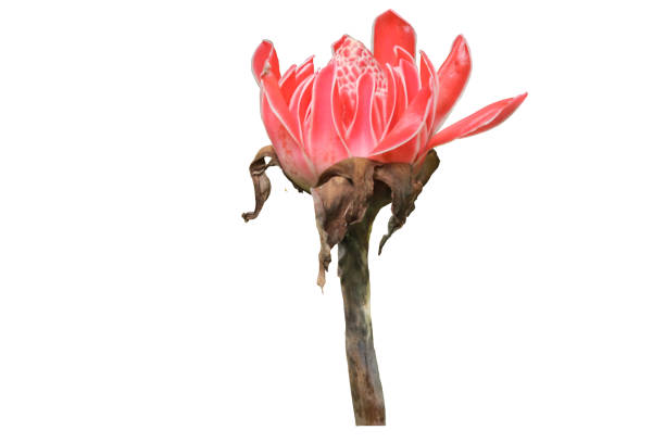 close up of red kecombrang or Etlingera elatior flowers or ginger torch isolated on white background
