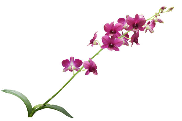 istock Dendrobium Red Town orchid flower isolated 2018098742