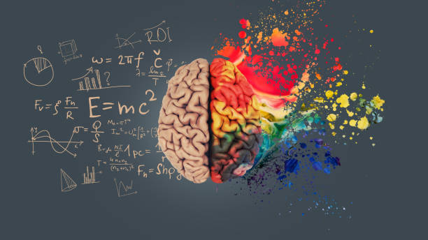 Left right human brain concept. Creative part and logical part with social and business part. Creative art brain explodes with paint splatter. Mathematical successful mindset with formulas.