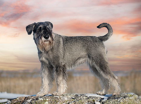 Standard Schnauzer staying in the nature in winter