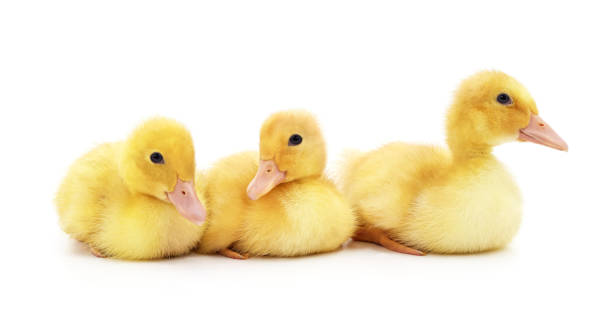 istock Group of yellow ducklings. 2018099415