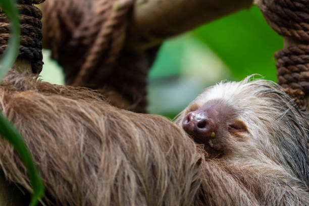 istock Sloths in Costa Rica 2018099657