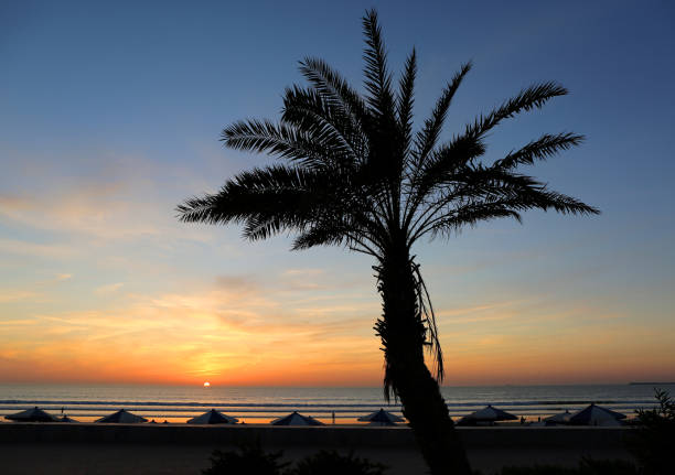 Agadir Sunset with Date Tree and Silhouettes in Agadir, Morocco Silhouettes of The People walking at Beach and Parasols in Agadir, Morocco sunset agadir marocco stock pictures, royalty-free photos & images