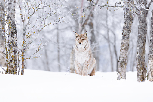 Confident European lynx cat sitting in the snow. Beautiful cold winter forest.