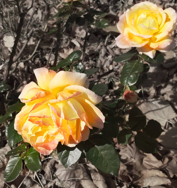 Close-up flowers of two yellow large roses with petals with an orange edging and bright succulent leaves