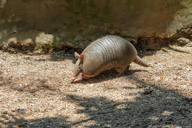 Nine-banded Armadillo (Dasypus novemcinctus) or Long-nosed Armadillo