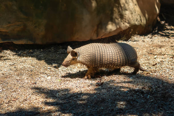 istock Six-banded Armadillo (Euphractus sexcinctus) or Yellow Armadillo 2018100024