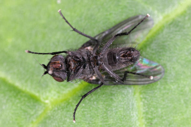 istock Spring fly (Phorbia fumigata, synonym: P. securis). Live on grasses, incl. cereals. The larvae bore in a culm, causing it to die. 2018100050
