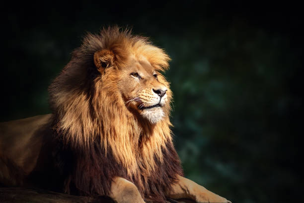 istock Southwest African Lion (Panthera leo bleyenberghi) - Angola Lion 2018100052
