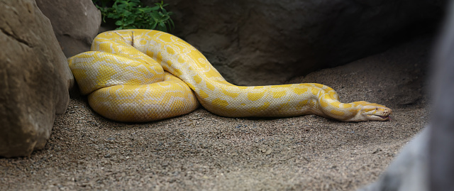 Close-up of Young Man Holding Ball Python in Hand Outdoors in Nature.