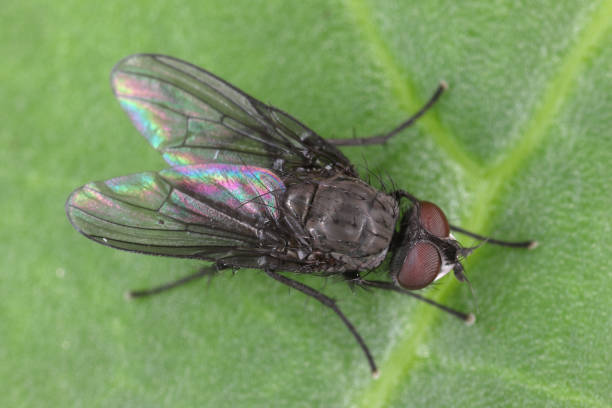 istock Spring fly (Phorbia fumigata, synonym: P. securis). Live on grasses, incl. cereals. The larvae bore in a culm, causing it to die. 2018100062