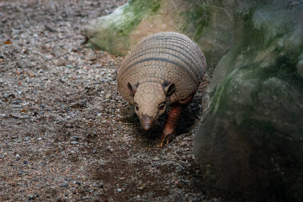 Six-banded Armadillo (Euphractus sexcinctus) or Yellow Armadillo