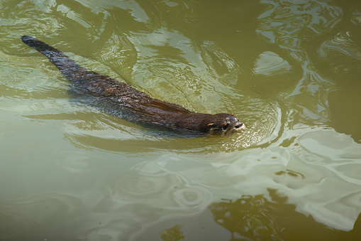 Eurasian otter (Lutra lutra) appears behind a rock in a creek.