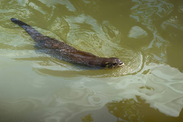 Neotropical River Otter (Lontra Longicaudis) Swimming Neotropical River Otter (Lontra Longicaudis) Swimming lontra longicaudis stock pictures, royalty-free photos & images
