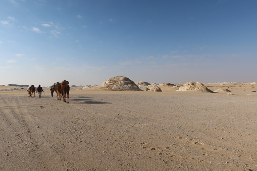 Camel Caravan with men trekking and hiking through the western desert in Egypt n Bahariya oasis