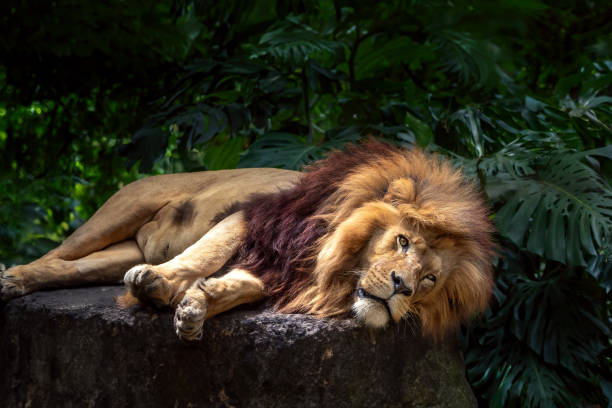 istock Southwest African Lion (Panthera leo bleyenberghi) - Angola Lion lying down 2018100107